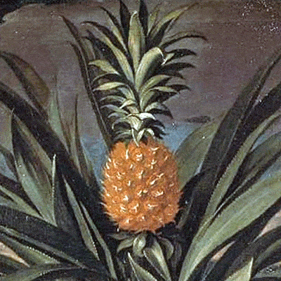 Painting of a hothouse pineapple which was a luxury in the 18th century